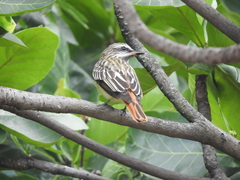 Myiodynastes luteiventris