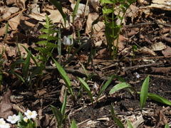 Erythronium propullans
