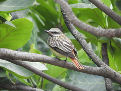 Myiodynastes luteiventris