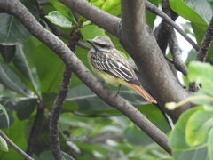 Myiodynastes luteiventris