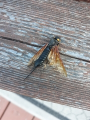 Urocerus californicus