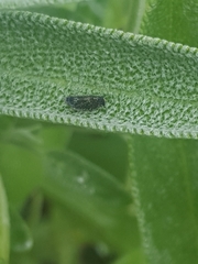 Scaphytopius frontalis