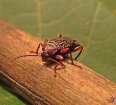 Lobopoda erythrocnemis