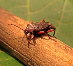 Lobopoda erythrocnemis