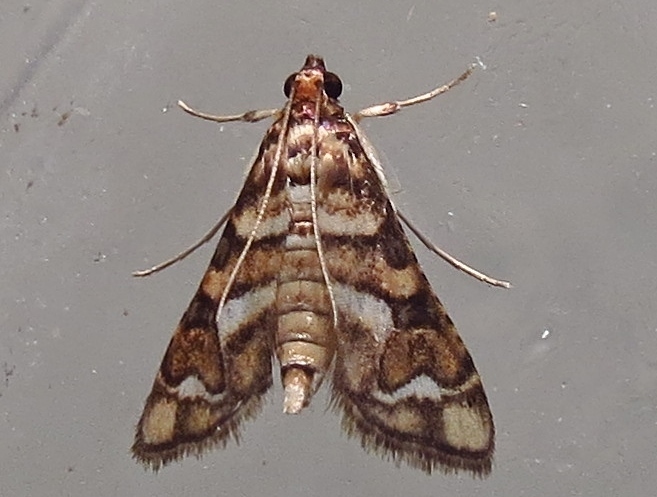 Magician Moth