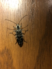 Sarosesthes fulminans