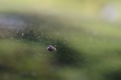 Pelegrina flavipes