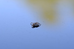 Pelegrina flavipes