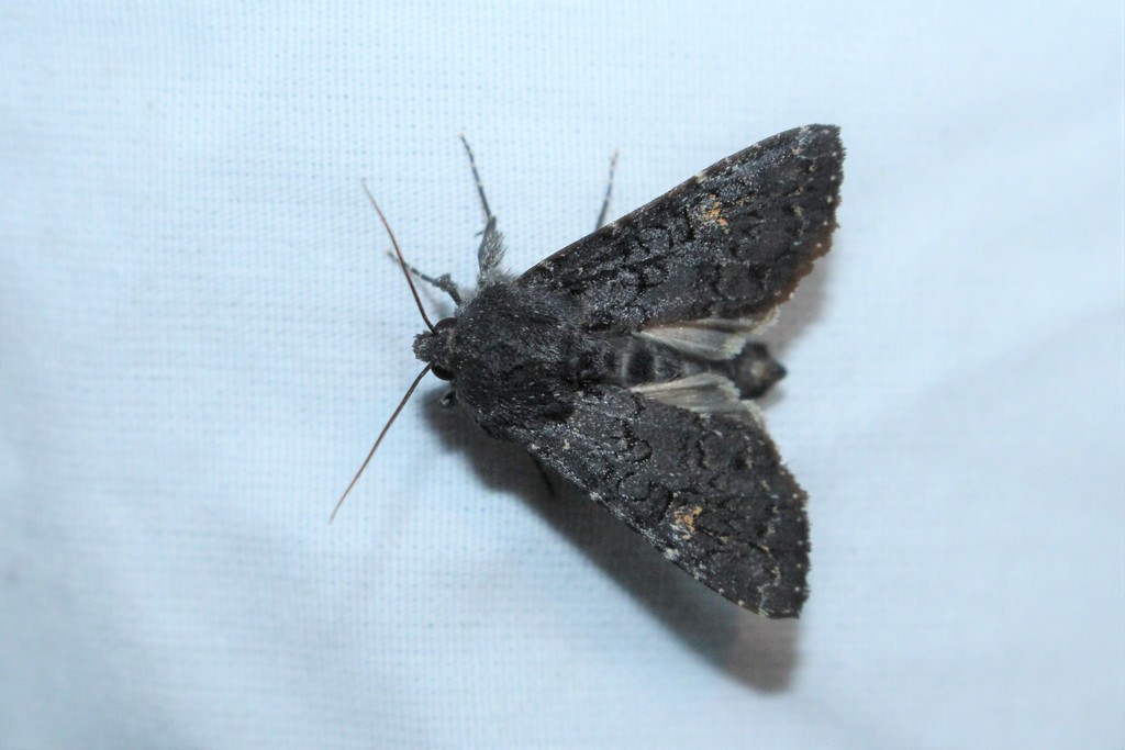 Coastal Plain Apamea Moth
