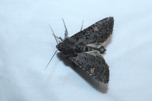 Charred Brocade