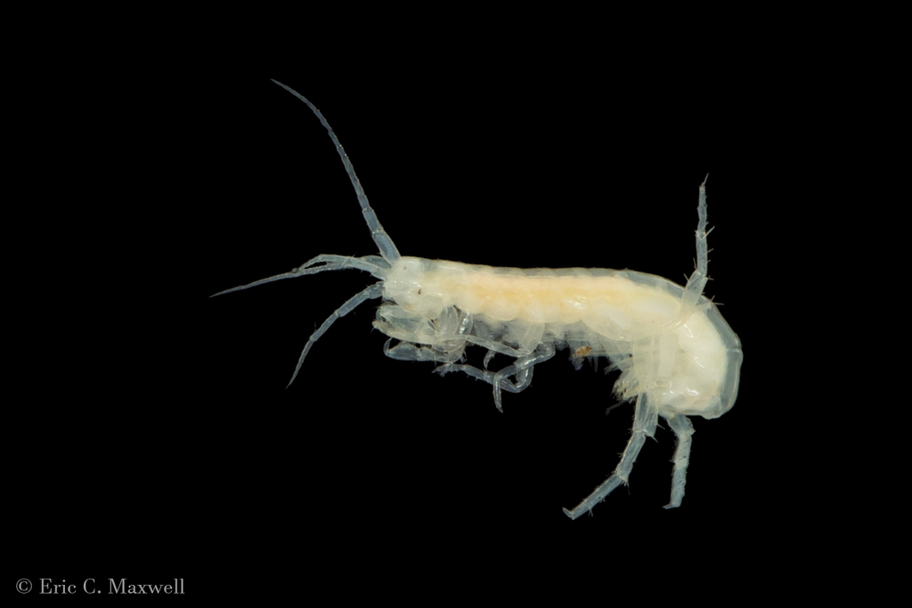 Allegheny Cave Amphipod