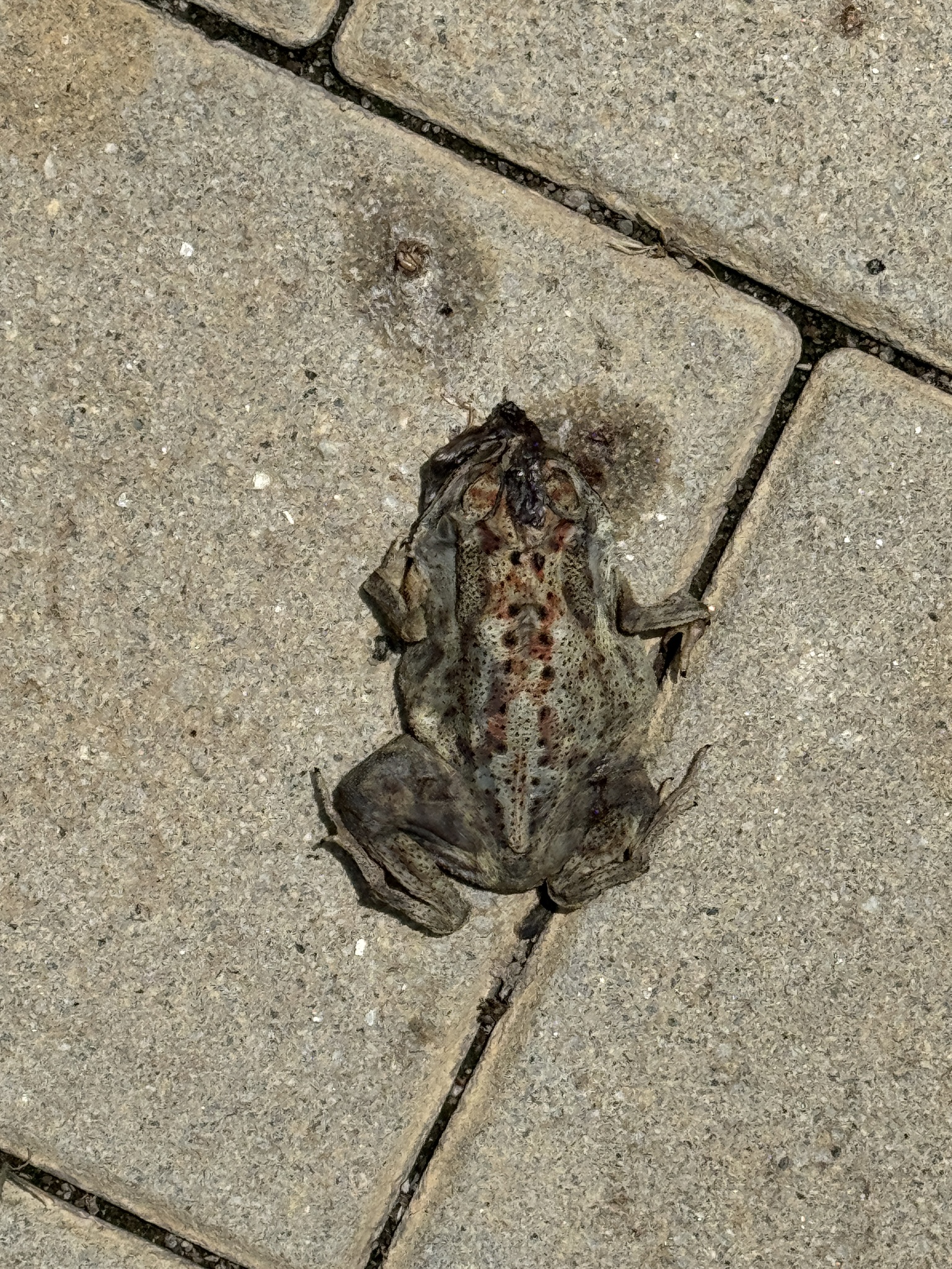 Indian Common True Toad