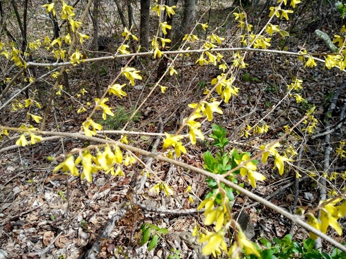 Forsythia ovata, photographed by an iNaturalist contributor