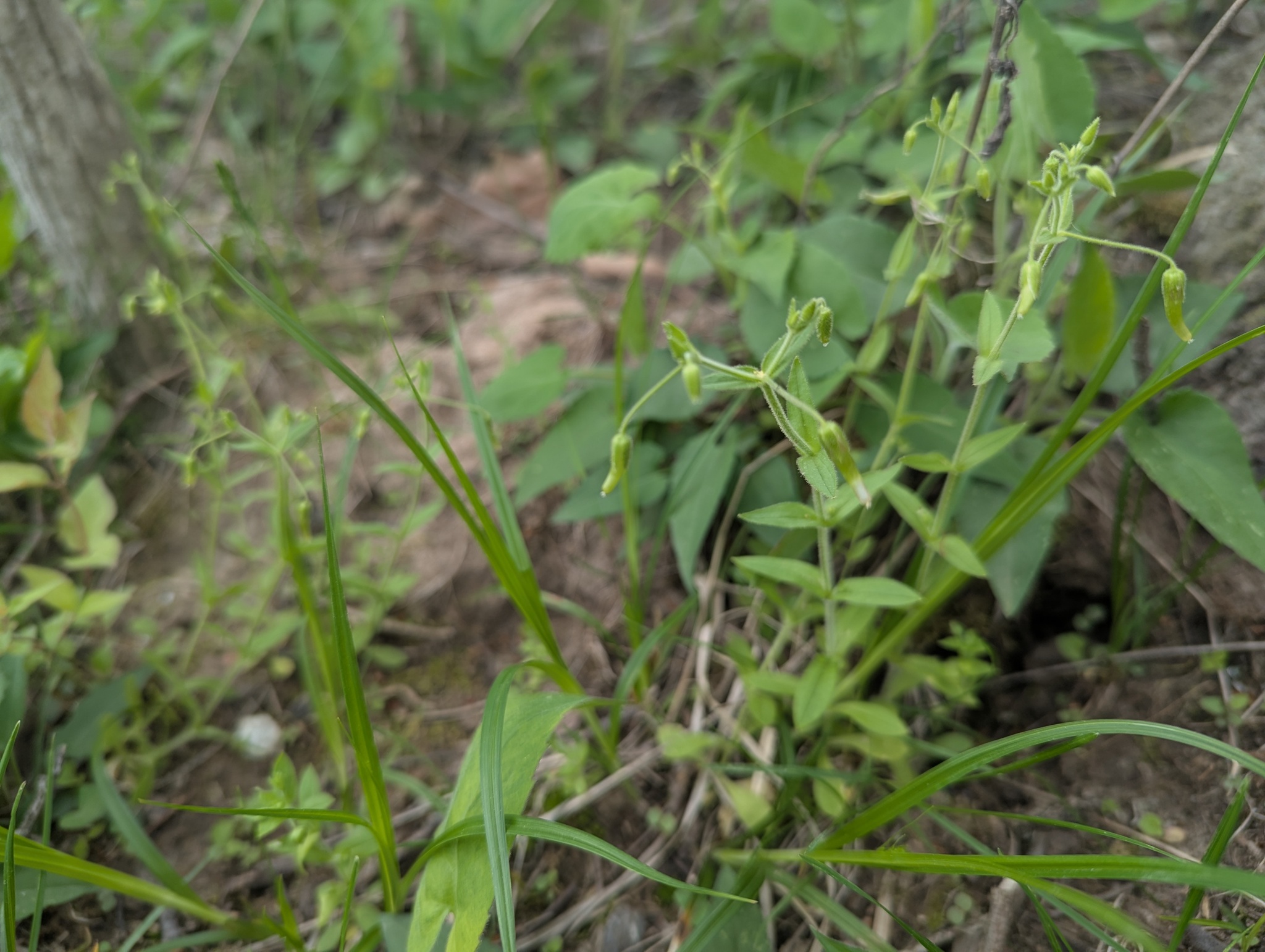 Cerastium nutans var. nutans