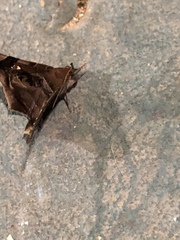 Euclystis guerini
