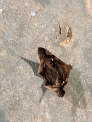 Euclystis guerini