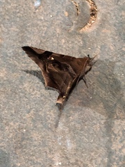 Euclystis guerini