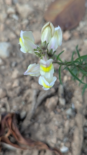 Antirrhinum siculum (Antirrhinum siculum)