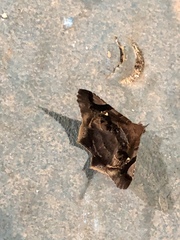 Euclystis guerini