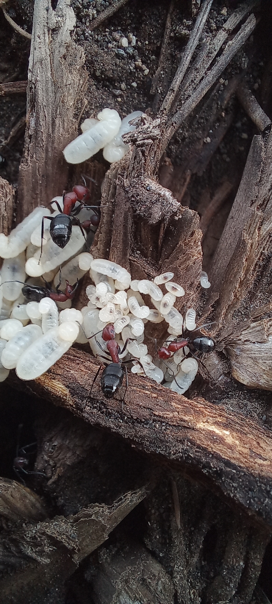 Camponotus carminatus