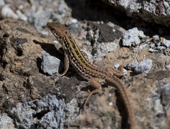 Podarcis siculus