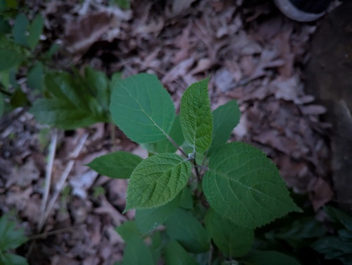 Ashy hydrangea