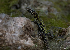 Podarcis muralis nigriventris
