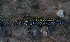 Podarcis muralis nigriventris