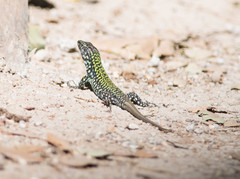 Podarcis muralis nigriventris