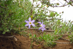 Leucocoryne vittata