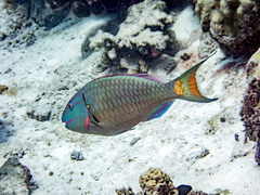 Stoplight parrotfish