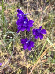 Rock rose (Hutchinsonia)