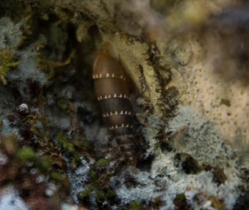 Leucostigma candidescens