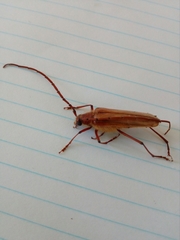 Ochrocydus huttoni