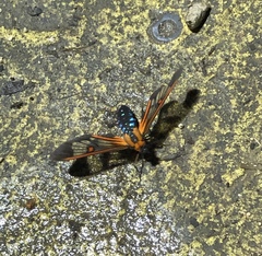 Cosmosoma cingulatum