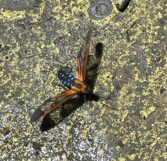 Cosmosoma cingulatum