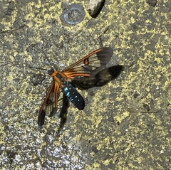 Cosmosoma cingulatum