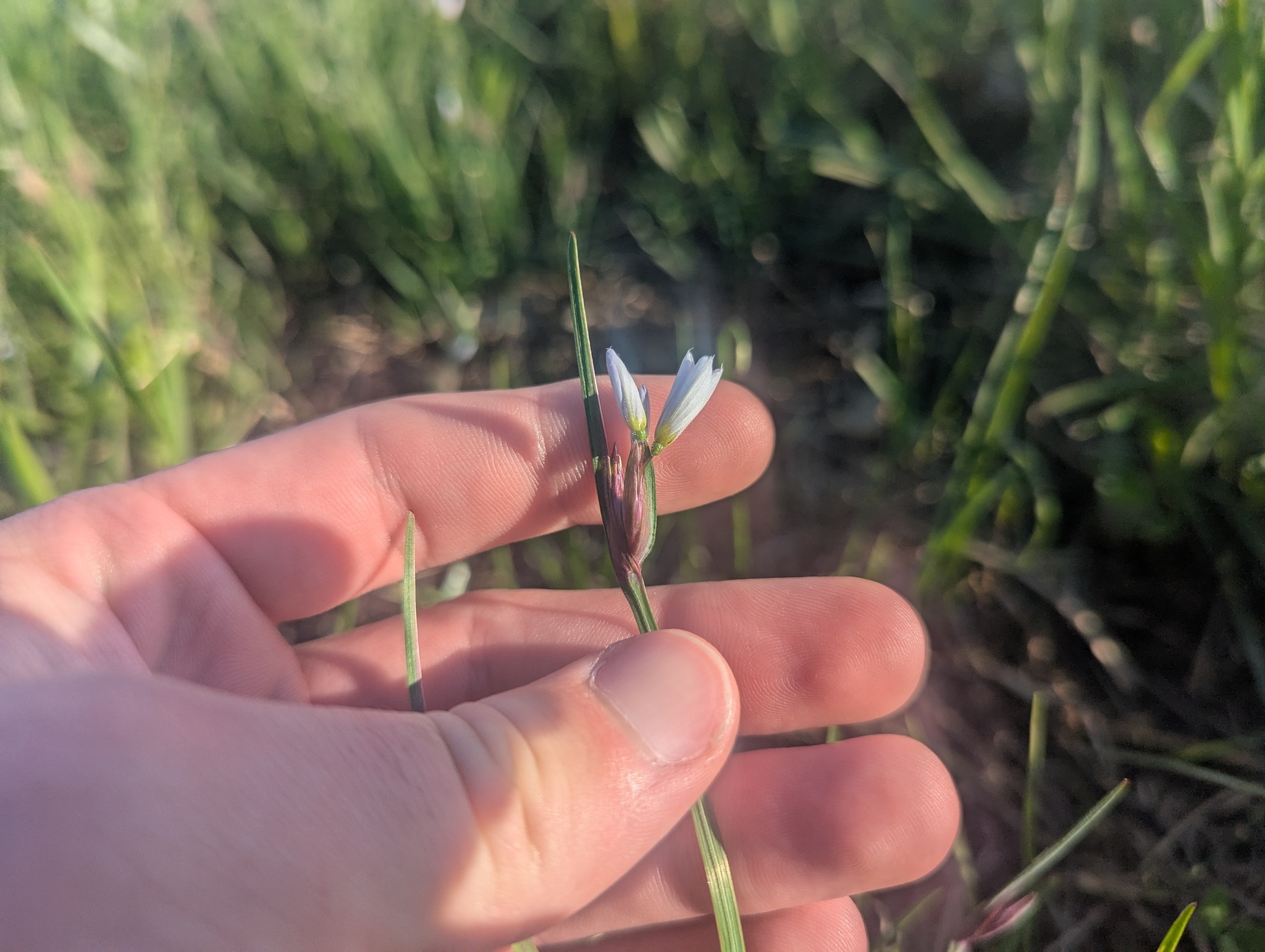 White Blue-Eyed Grass (Sisyrinchium albidum)