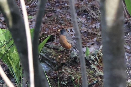 American Robin