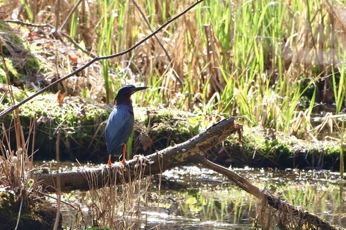 Green Heron