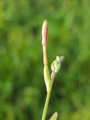 Oenothera simulans