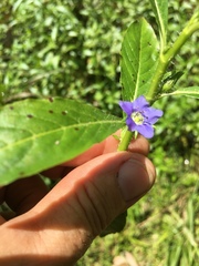 Hydrolea quadrivalvis