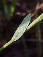 Oenothera simulans