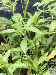 Hydrolea quadrivalvis