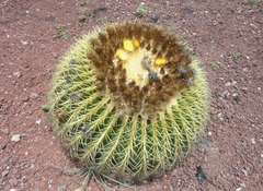 Kroenleinia grusonii