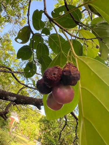 Gmelina palawensis observed 2025-04-05
