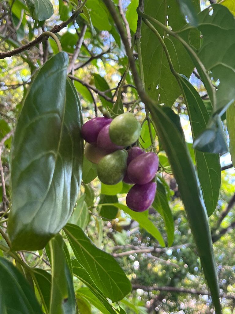 Gmelina palawensis