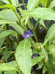 Hydrolea quadrivalvis