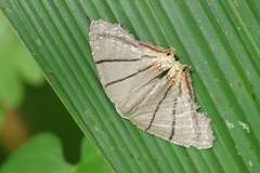 Orudiza protheclaria