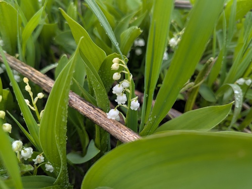 Convallaria majalis